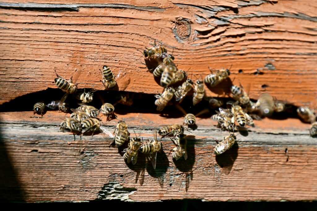 Beehive bee house