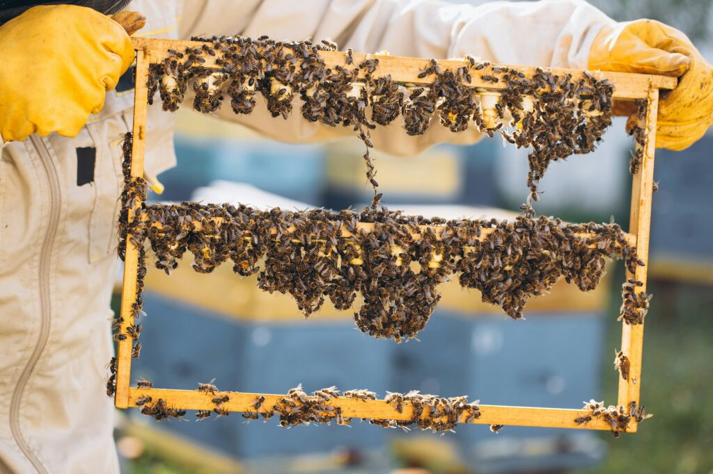 Beekeeping queen cell for larvae queen bees. beekeeper in apiary with queen bees