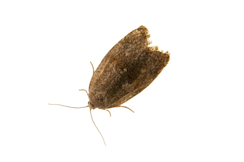 Brown moth on a white background