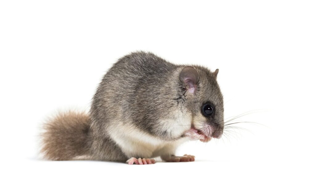 Edible Dormouse or Fat Dormouse, Glis glis, grooming in front of white background