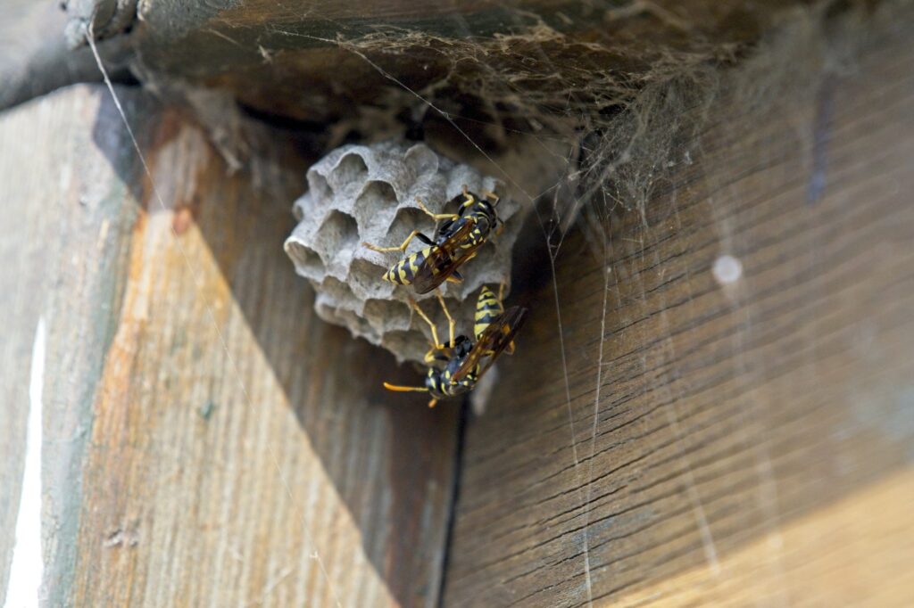 Giant hornets on the nest