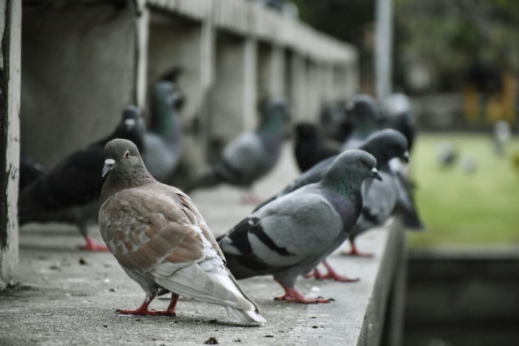 qu'est-ce que le dépigeonnage