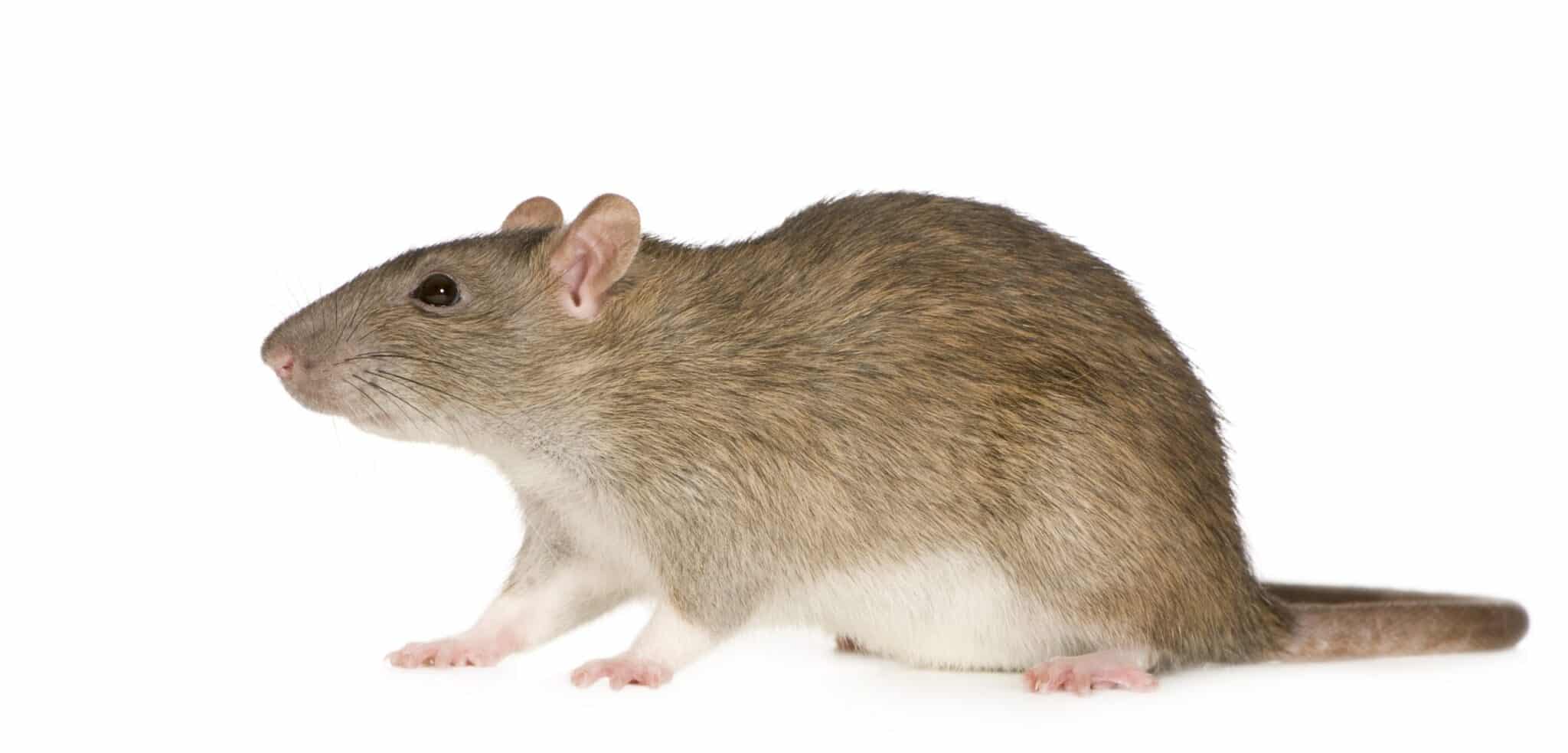Rat gris, photo de studio