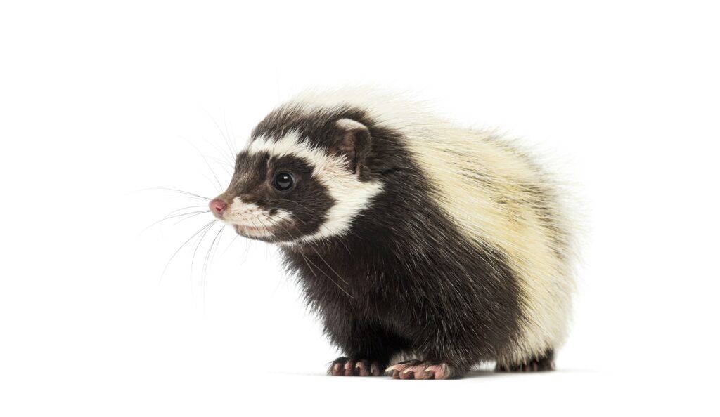 Saharan striped polecat, Ictonyx libycus, isolated on white