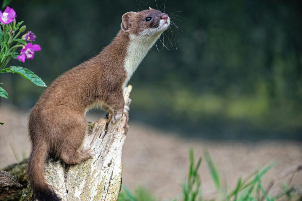 Shallow focus shot of a weasel sitting on a tree remnant in nature