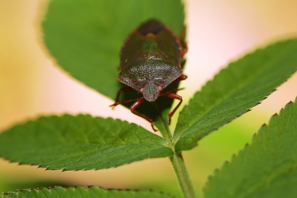 Shield Bug Or Stink Bug