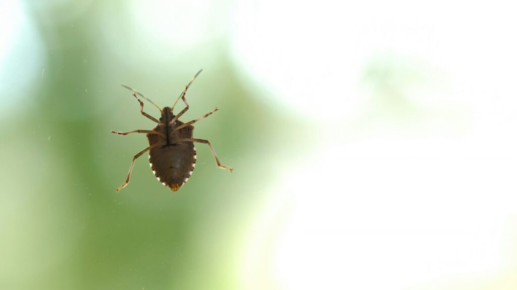 Stink bug crawling on glass surface. Green background with copy space.