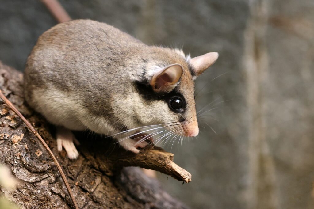 The garden dormouse (Eliomys quercinus) rodent on tree trunk