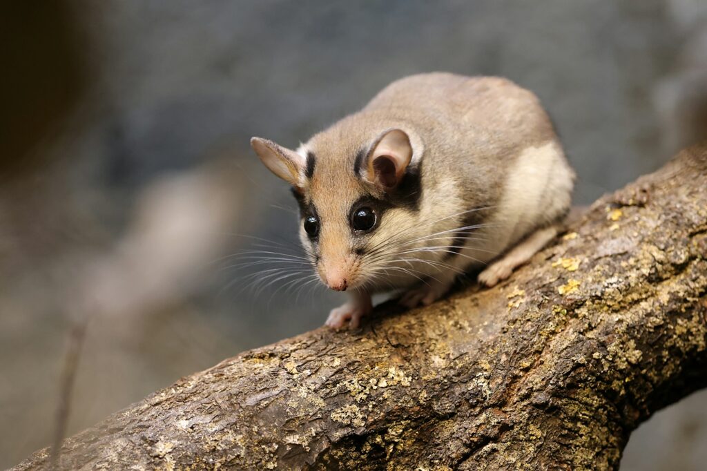 The garden dormouse (Eliomys quercinus) rodent on tree trunk