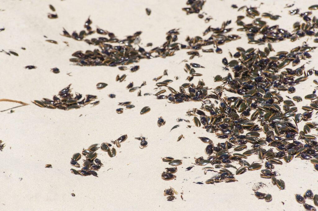 Water Beetle Invasion at Surfers Paradise Beach in March 2011, Gold Coast of Australia