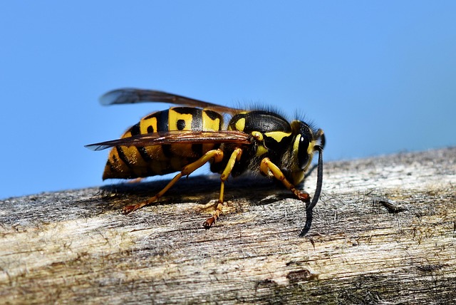 Reconnaitre le frelon noir et lutter contre son invasion