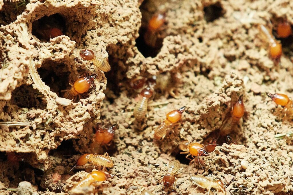 Traitement des termites