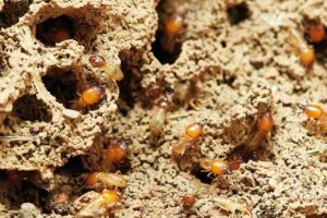 Traitement des termites