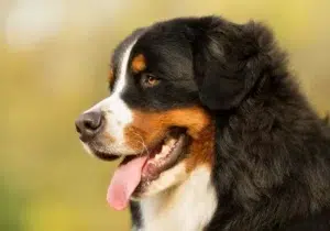 chien qui tire la langue