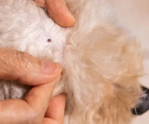 Une tique retirée du pelage d’un chien