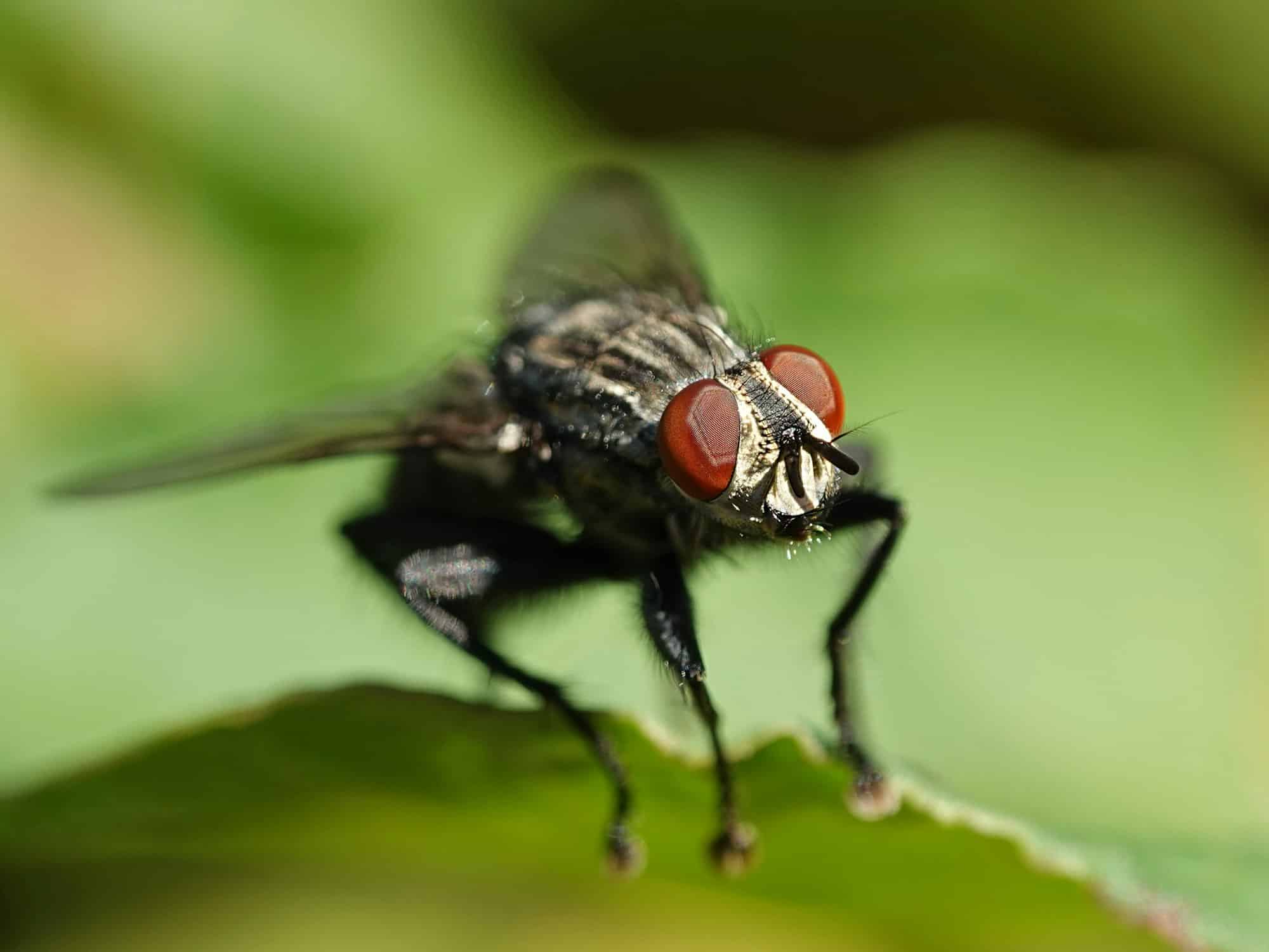 lutter contre une invasion de mouches