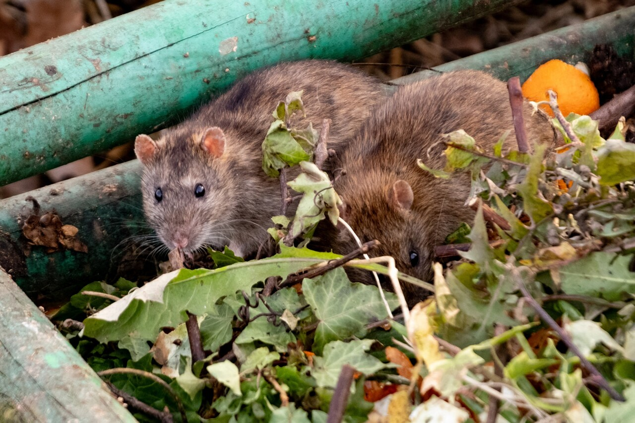Deux rats fouillant les déchets d’un composteur de jardin