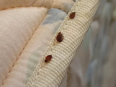 Punaises de lit sur une couture de matelas
