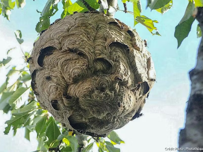 Nid de frelons dans un arbre