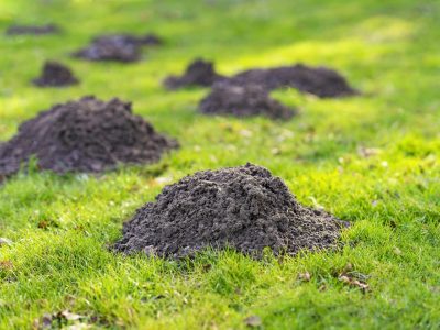 Taupinières dans un jardin