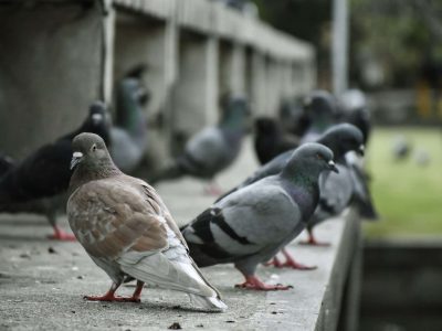 Pigeons sur une place en ville