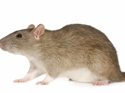 Rat gris, photo de studio